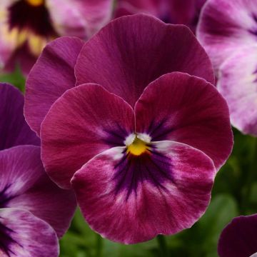 Tarhaorvokki Cool Wave Raspberry