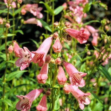 Pipo Hewell Pink Bedder