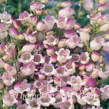 Pipo Lilac Frost (siemenet)