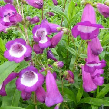 Pipo Purple Passion