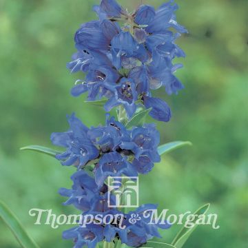 Rinnepipo True Blue (siemenet)