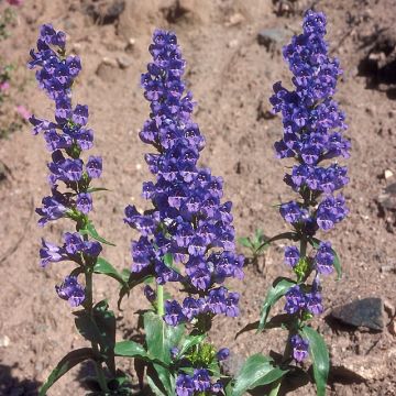 Pipo - Penstemon glaber