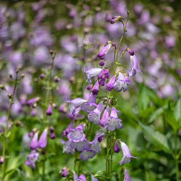 Pipo Alice Hindley