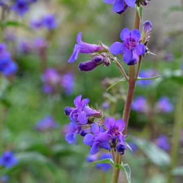 Pipo - Penstemon mensarum