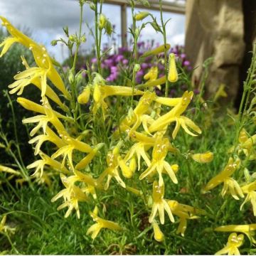 Neulaspipo Mersea Yellow