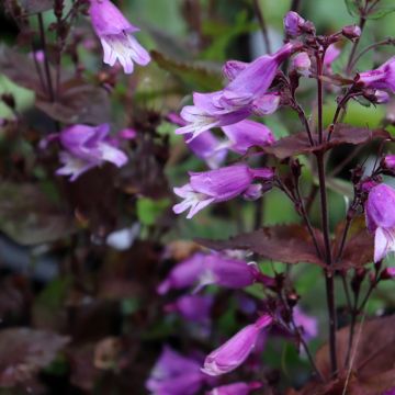 Carolinanpipo - Penstemon smallii