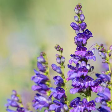 Pystypipo - Penstemon strictus