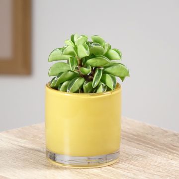 Peperomia dolabriformis Fire Sparks