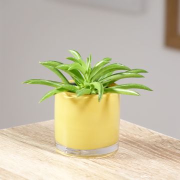 Peperomia ferreyrae Nevada