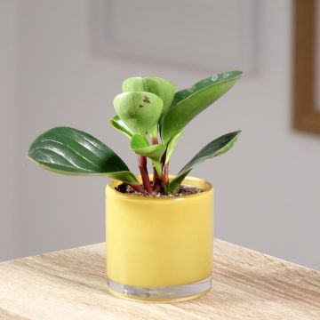 Peperomia obtusifolia Red Canyon