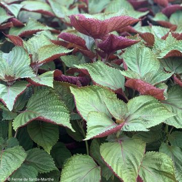 Veripeippi de Corée Bicolore ou Shiso luomu - Ferme de Sainte Marthe