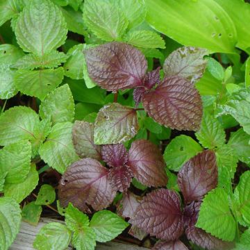 Veripeippi - Perilla frutescens