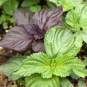 Veripeippi Green Shiso
