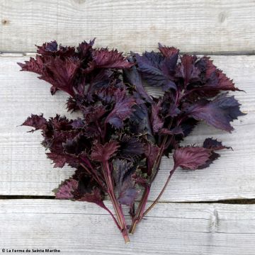 Veripeippi Röd Shiso luomu - Ferme de Sainte Marthe
