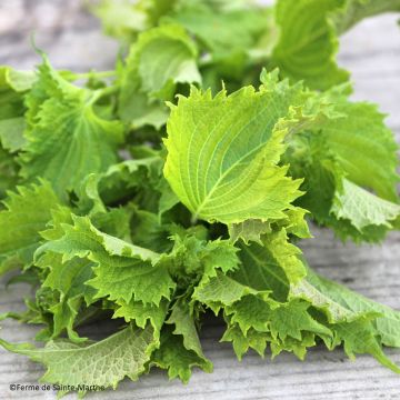 Veripeippi Green Shiso luomu - Ferme de Sainte Marthe