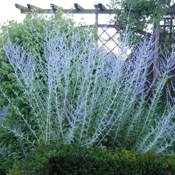 Keijunsalvia Blue Haze