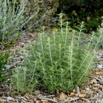 Salvia yangii Lafper Feathery Blue