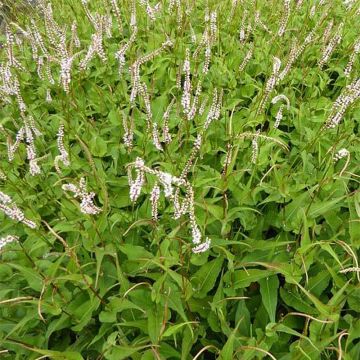 Verikonnantatar White Eastfield