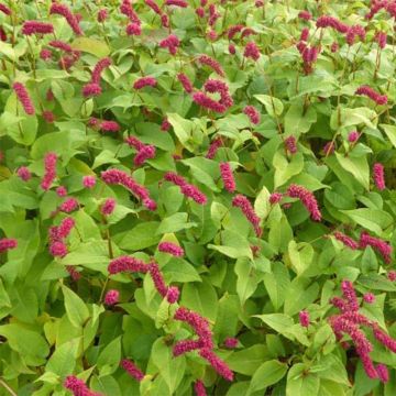 Ukontattare - Persicaria amplexicaulis var. pendula