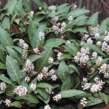 Ukontattare - Persicaria tenuicaulis