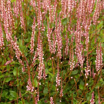 Ukontattare - Persicaria vacciniifolia