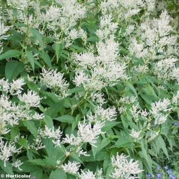 Laavaröyhytatar - Persicaria weyrichii