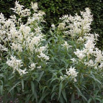 Ukontattare - Persicaria dshawachischwilii