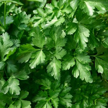 Silopersilja - Petroselinum crispum