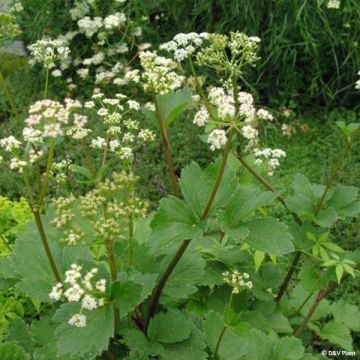 Merirantaputki - Ligusticum scothicum