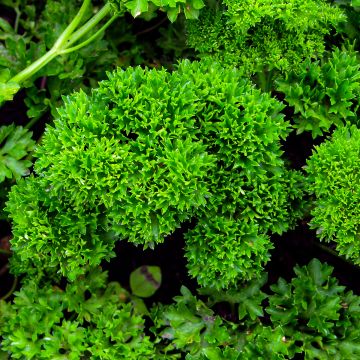 Kähäräpersilja - Petroselinum crispum