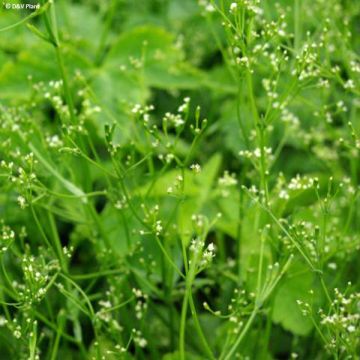 Japaninyrttiputki - Cryptotaenia japonica