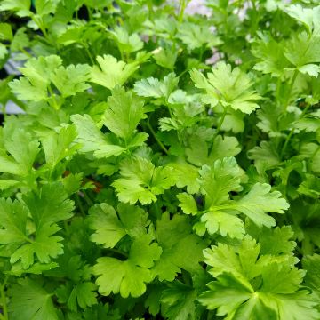 Silopersilja - Petroselinum crispum var. neapolitanum