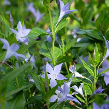 Vaaleatalvio - Vinca difformis