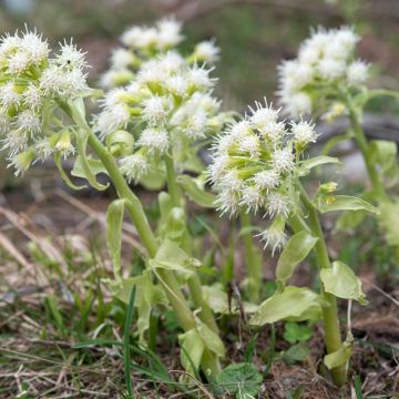 Valkoruttojuuri - Petasites albus