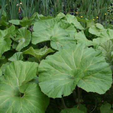 Japaninruttojuuri Giganteus