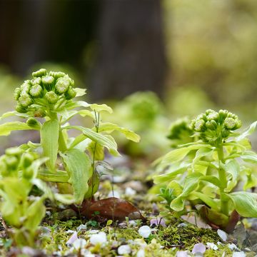 Japaninruttojuuri - Petasites japonicus