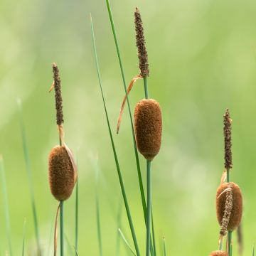 Pikkuosmankäämi - Typha minima