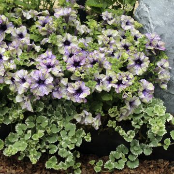 Petunia hybrida Amazonas Plum Cockatoo