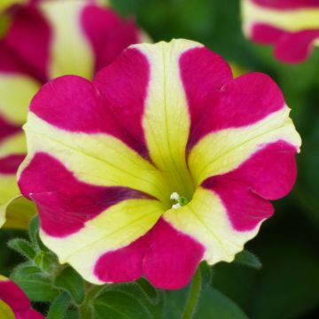 Tarhapetunia Amore Queen of Hearts