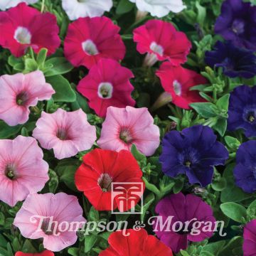 Tarhapetunia Gioconda Mixed (siemenet)