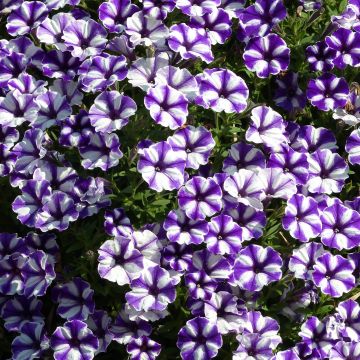 Tarhapetunia Bluberry Star