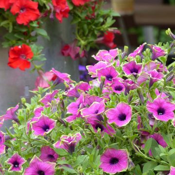 Tarhapetunia Designer Buzz Purple