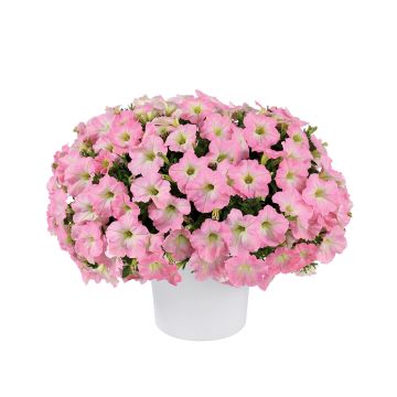 Tarhapetunia Capella Baby Pink