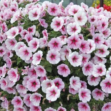 Tarhapetunia Patio Cherry Vein