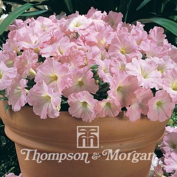 Tarhapetunia Chiffon Morn (siemenet)