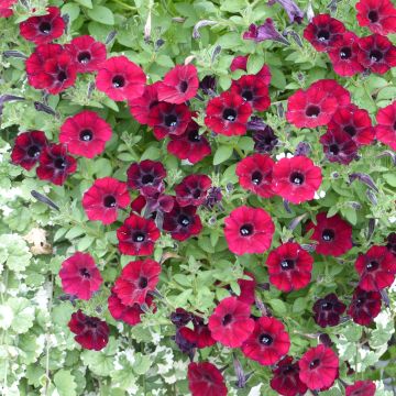 Tarhapetunia Chocolina