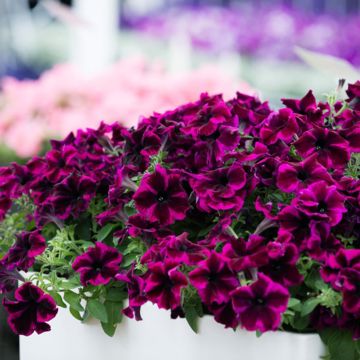 Tarhapetunia Crazytunia Cosmic Purple