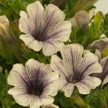 Tarhapetunia Tiny Pleasure Cream Black Vein