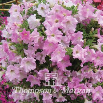Tarhapetunia Diamond Pearly Shades (siemenet)