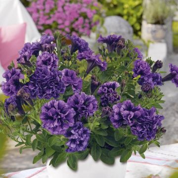 Tarhapetunia Tiny Pleasure Double Amethyst Vein